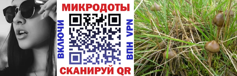 Псилоцибиновые грибы прущие грибы Юрга